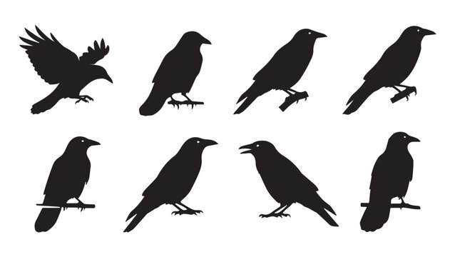 Eight raven silhouettes in various poses against a white background illustrating flight and perching