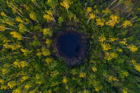 Aerial view of a lowland swamp in Belarus