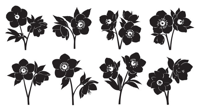 Hellebore flowers in silhouette against a white background for design elements