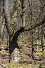 Obraz premium An old oak tree in a spring forest