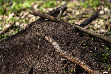 Obraz premium A large anthill in the forest