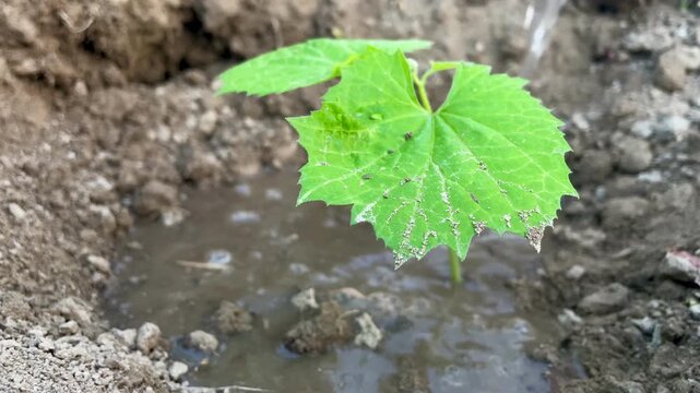farmer waters young bitter gourd crop in rural field.