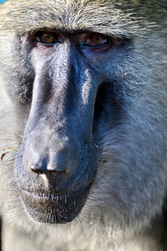 portrait of baboon