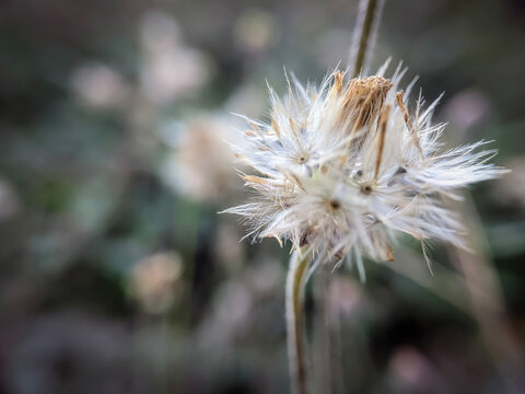 A detailed close-up of a dried seed head of Tridax procumbens (commonly known as coatbuttons or tridax daisy).