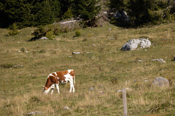 mucca dal manto bianco e marrone che pascola liberamente in un prato di montagna, di giorno, in estate © PhotoMet