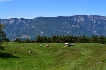 Fototapeta premium Schöne Landschaft mit Kühen auf der Weide bei Truden in Südtirol
