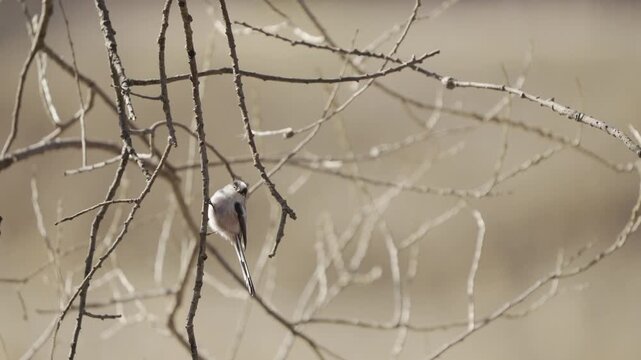 Long-tailed Tit Foraging Among Bare Winter Tree Branches, 4K HDR Slow