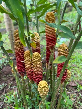 Closeup of Beautiful Beehive Ginger (Zingiber spectabile)