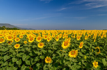 Fototapeta premium Blooming Sunflower Field Under Clear Blue Sky