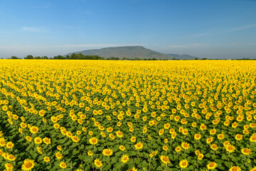 Fototapeta premium Vast Sunflower Field with Mountain Landscape