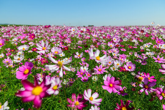 Pink and White Cosmos Flower Field Under Blue Sky
