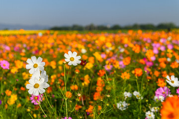 Obraz premium White Cosmos Flowers in Colorful Flower Field. Spring Nature Background