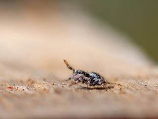 Harlequin Jumping Spider (Salticus scenicus) in spring.
