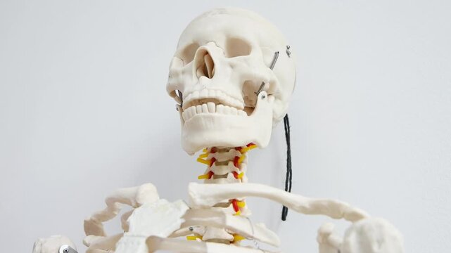Anatomical model human skeleton skull and cervical spine detailed study bright neutral background