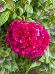Fototapeta premium A vibrant magenta Celosia flower stands tall, featuring a unique feathery or spike-like plume. Its intense reddish-purple color creates