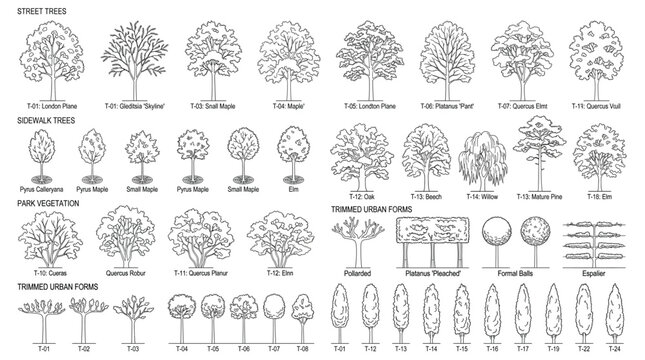 Set of architectural tree sketches for landscape design and urban planning, vector illustration