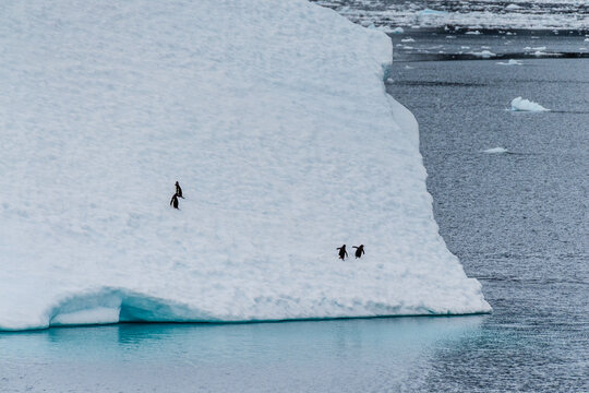 Four Gentoo Penguins -Pygoscelis papua- standing on an iceberg in the Lemaire channel, Antarctic peninsula
