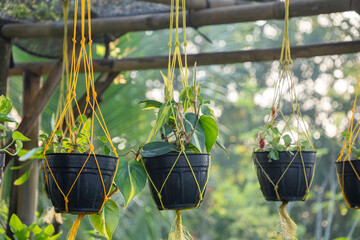 Rows of hanging black pots with green plants held by yellow macrame rope hangers in an outdoor garden. © panji
