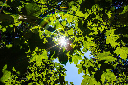 guardando il sole di mattina attraverso le foglie verdi ed i rami degli alberi