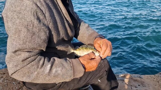 Close up of old fisherman hands unhooking fish in Chania old port. 4k video with lighthouse background in Venetian harbor. Authentic Greek lifestyle detail, traditional fishing process, Crete.