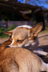 Obraz premium Cute pembroke welsh corgi dog lying down outdoors under warm sunlight