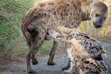 Naklejka premium Spotted hyena mother turns and growls at her cubs who continue to suckle even as she moves away 