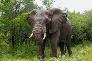 Fototapeta premium Lone African Elephant bull standing in the rain while grazing in the lush green bush 
