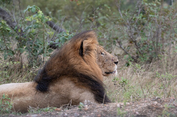 Maned lion lying down with head raised observing his surrounds © robbyh