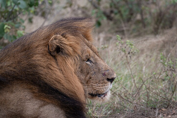 Close up profile portrait of a maned lion scanning his surrounds © robbyh