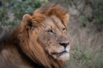 Close up head portrait of a black maned lion staring into the distance.  © robbyh