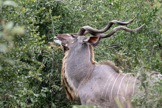 Kudu bull with impressive horns browsing