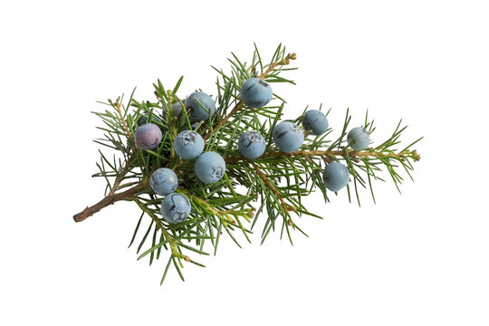 Juniper branch with blue berries and green needles isolated on transparent background transparent background