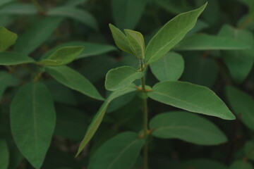 Vibrant Green Leaves on Thin Stem in Soft Natural Light with Blurred Dark Foliage Background Representing Growth and Nature © lumerb