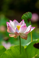 Obraz premium Lotus pond. Water lily close up. Sacred lotus flower in Buddhism. Calmness and tranquility. Spa treatments, yoga, meditation. Tropical nature.