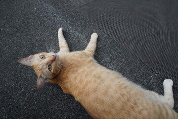 Cat on the floor © Pimpisa