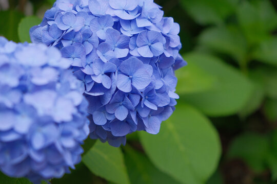 紫陽花