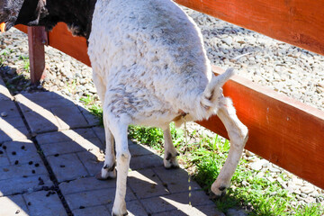 A domestic sheep with white curly wool stands near a wooden fence in a zoo enclosure during the physiological process of urinating. Bright sunlight emphasizes the texture of its fleece and the surroun © Олег Струс