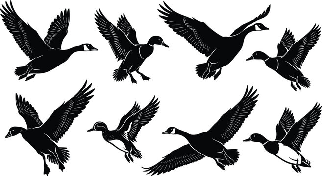Flying duck silhouette collection featuring wild waterfowl birds in motion black vector illustration isolated on white