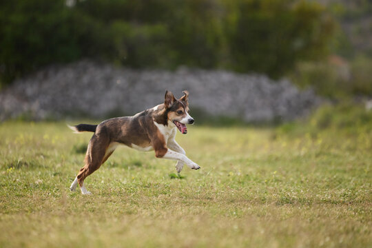 A mixed breed dog runs freely across grassy landscape outdoors. Natural scenery and athletic motion create cheerful atmosphere.