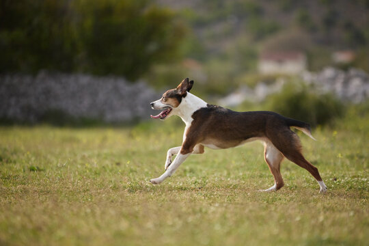 A mixed breed dog runs on grassy meadow outdoors. Natural environment and energetic motion create cheerful atmosphere.
