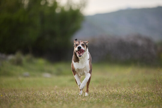 A mixed breed dog runs across grassy field in distance outdoors. Open landscape and athletic movement create natural atmosphere.