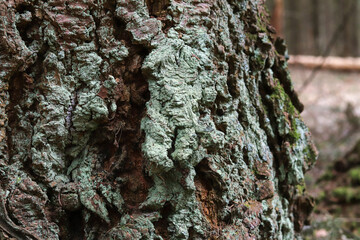 A huge old tree trunk with textured bark covered with lichen and moss in a coniferous forest.Rough wood grain close-up. © Yavolha
