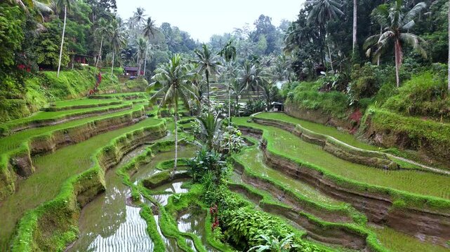 Aerial view of Tegallalang Rice Terrace with lush green paddies and palm trees in Kecamatan Tegallalang, Bali, Indonesia.
