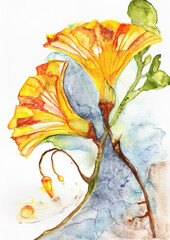 Yellow Orange Nasturtium Flowers with Blue Shadow Wash, Hand Painted Watercolor © pronoia