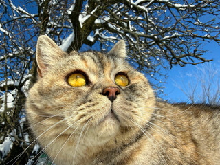 Beautiful cat feline with yellow eyes © OLENA LIALINA