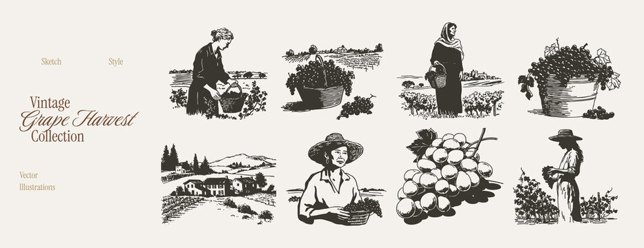 Traditional grape harvest scenes and vineyard landscapes. Illustrations for wine catalogs and organic food packaging. Vector hand drawn pencil sketch style with fine stipple line texture.