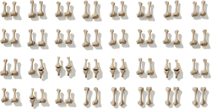 Grid collection of multiple human joint bones sorted neatly in identical pairs with realistic shadows isolated on clean white background for medical anatomy stock photography