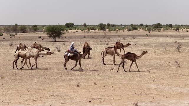 Drone view of camel herd crossing dry Sahel land, April 25, 2026, Chad, N Djamena