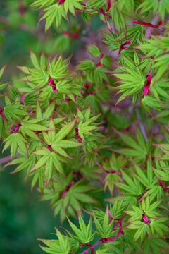 closeup on japanese maple sango kaku with leaf at heart and branches pink and green leaf growing in the tree at spring