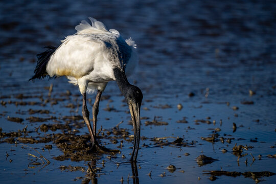 Ibis sacro in alimentazione nelle risaie vercellesi